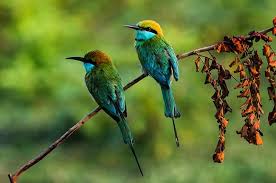 Birdwatching in Sri Lanka: A Paradise for Avian Enthusiasts