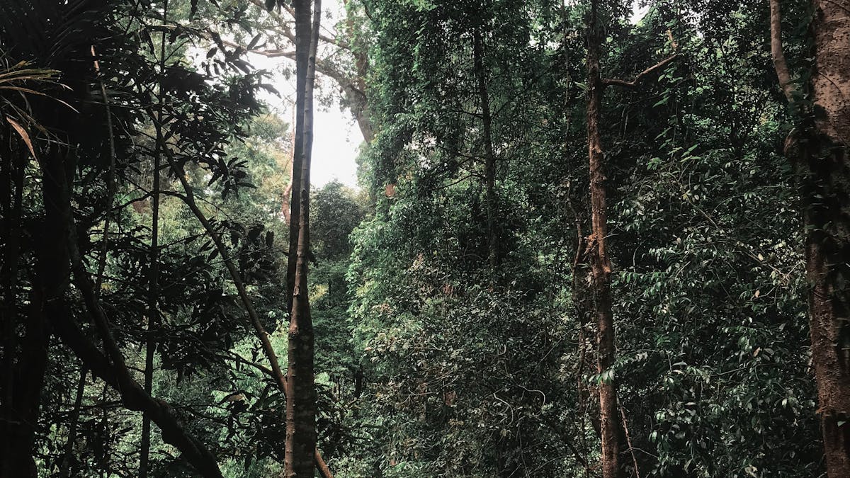Bodhinagala Forest Reserve: A Rainforest Day Trip from Colombo