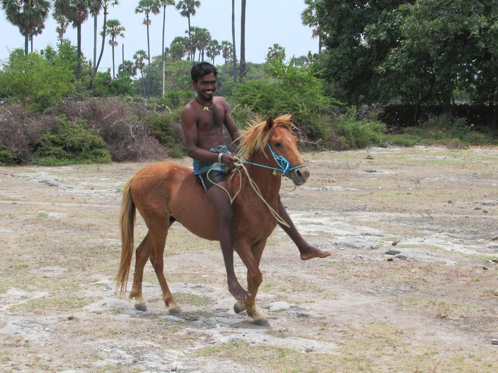 Delft Island: Sri Lanka's Wild-Pony Frontier