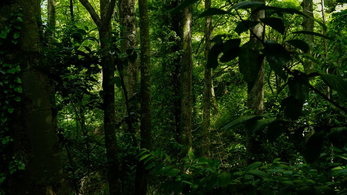Dellawa Forest Reserve: A Quiet Corner of the Sinharaja Complex