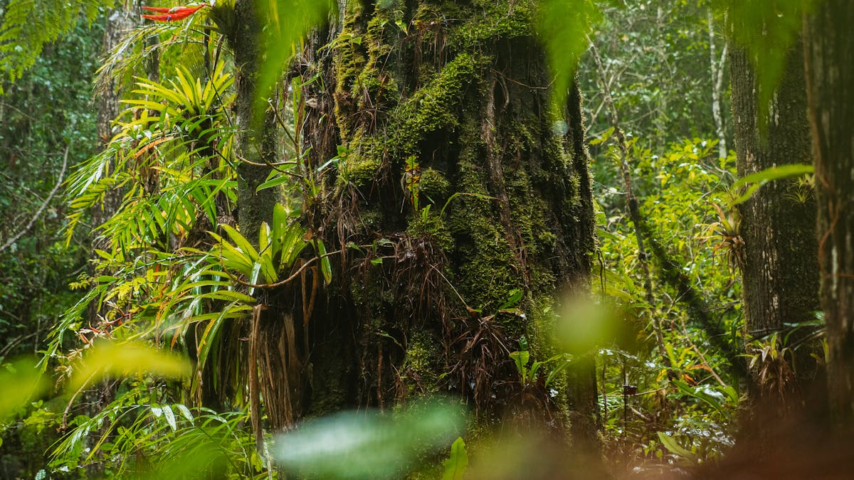 Diyadawa Forest Reserve: Hidden Rainforest Biodiversity