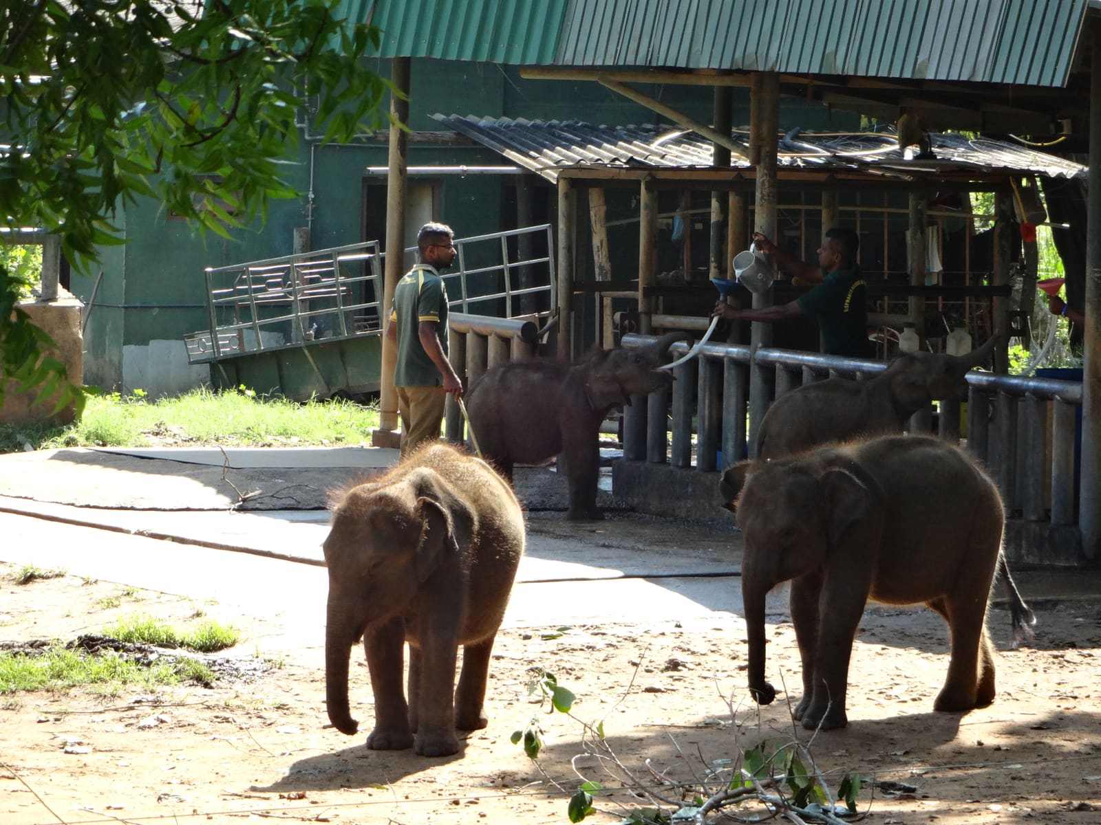 Elephant Transit Home, Udawalawe: Rehabilitating Orphaned Elephants