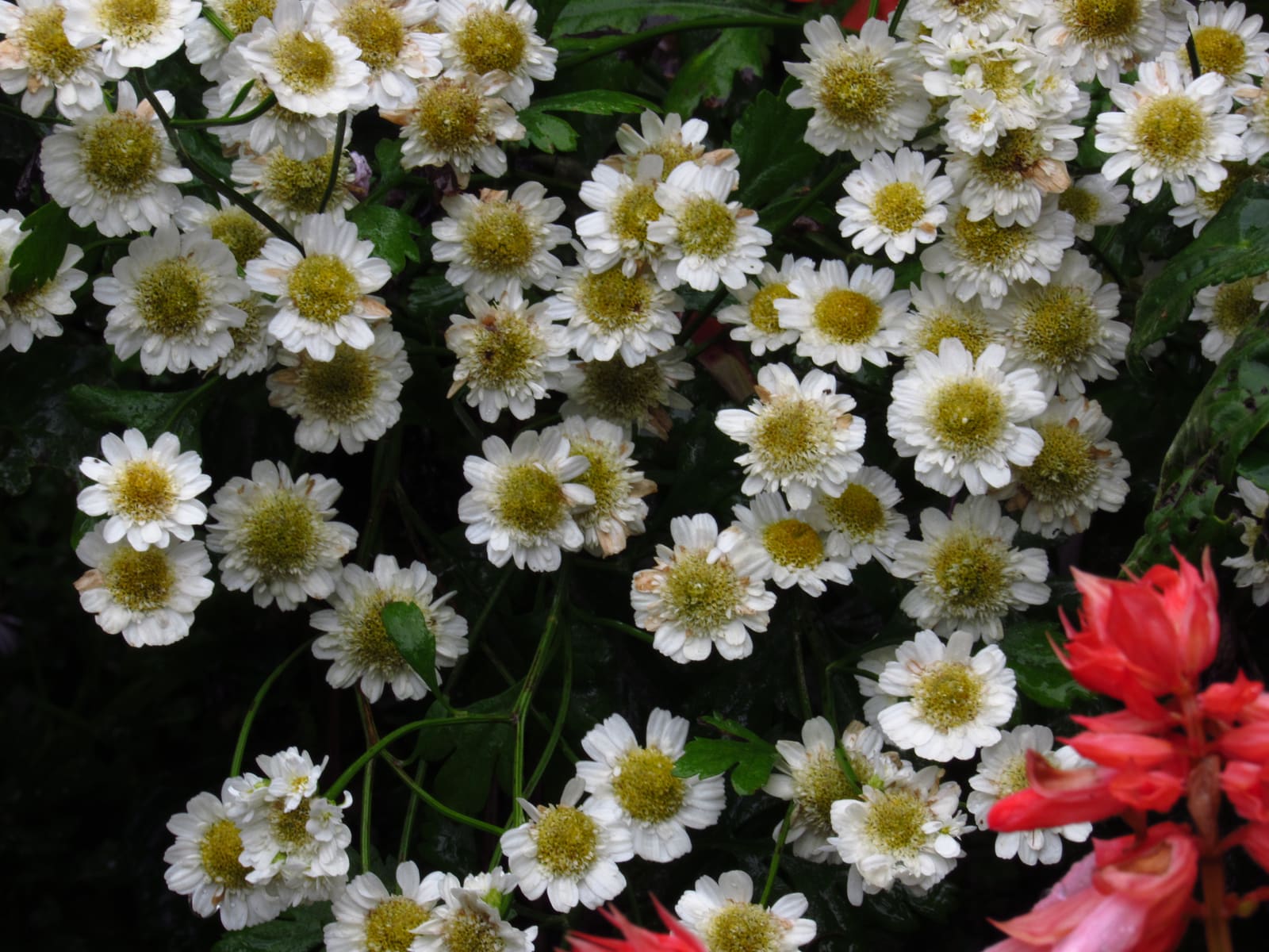Hakgala Botanical Garden: Nuwara Eliya's Highland Garden