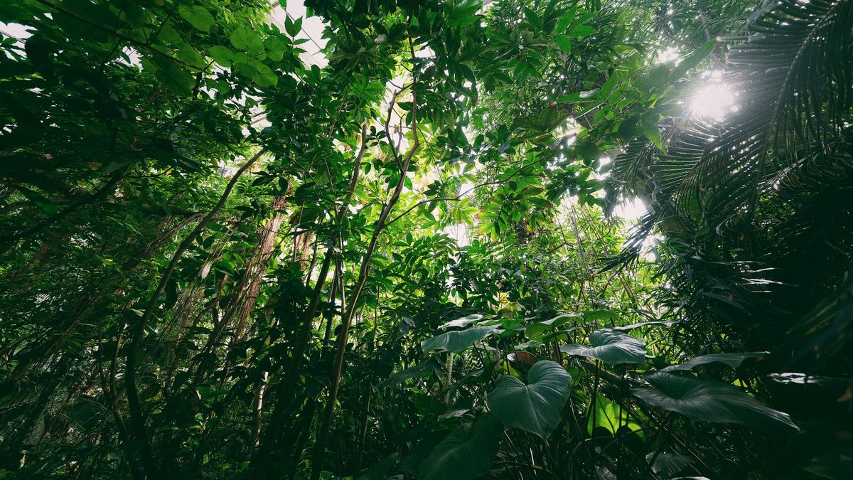 Kottawa Rainforest & Arboretum: An Easy Jungle Near Galle