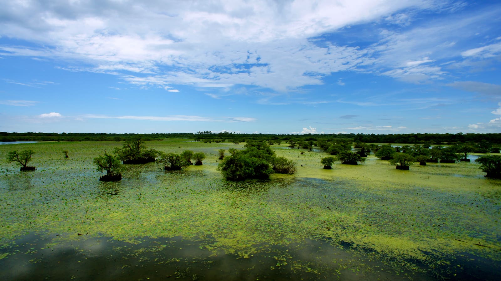 Kumana National Park: Sri Lanka's Bird Sanctuary