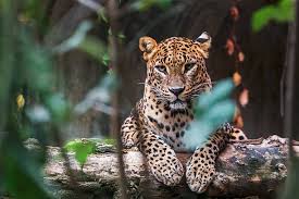 Sri Lankan Leopards: Where to See Asia's Most Elusive Big Cats