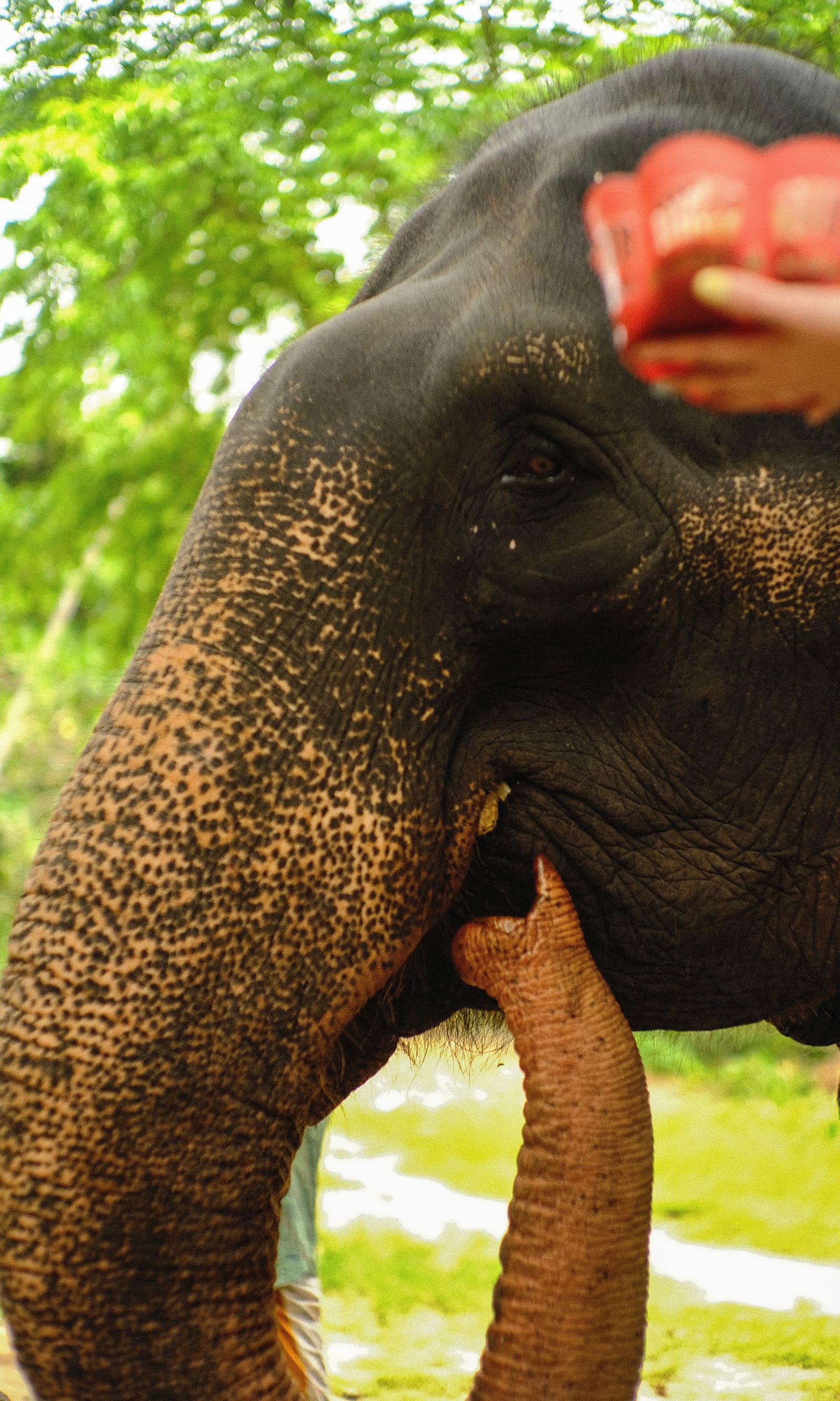 Millennium Elephant Foundation: Ethical Elephant Encounters
