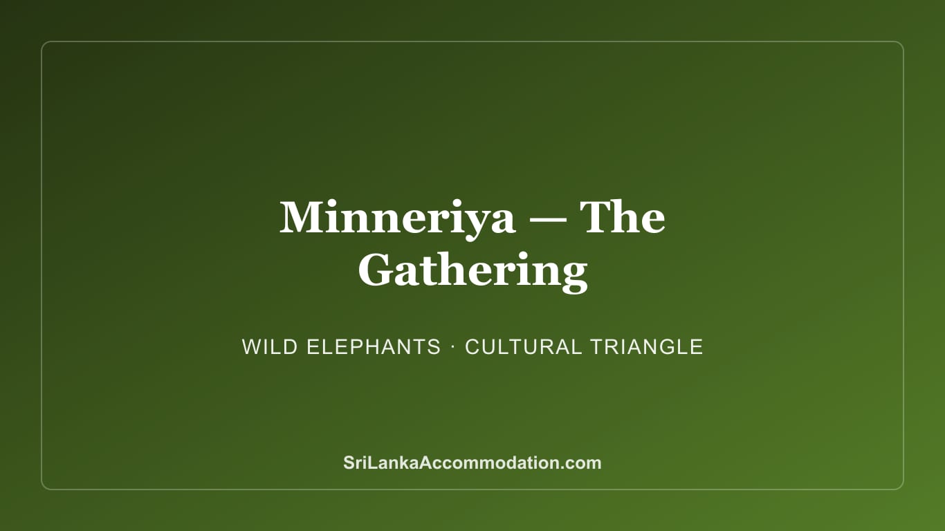Minneriya National Park: The Great Elephant Gathering
