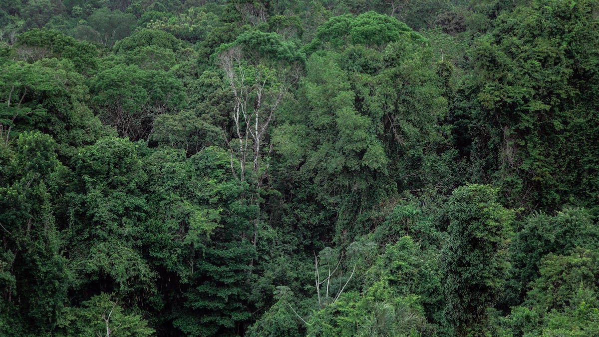Morapitiya-Runakanda: A Wild Lowland Rainforest