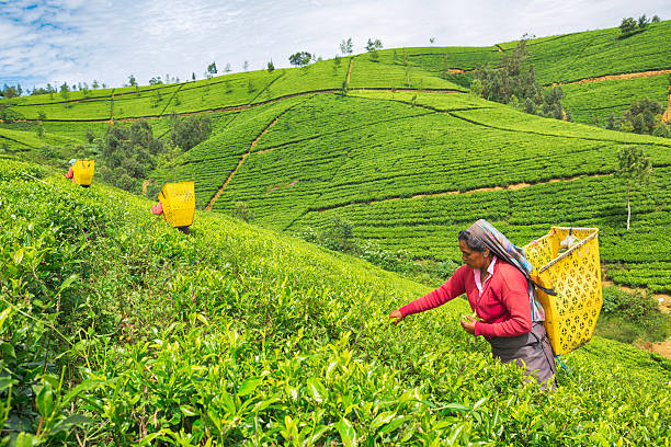 Nuwara Eliya Accommodation Guide: Sri Lanka's Little England