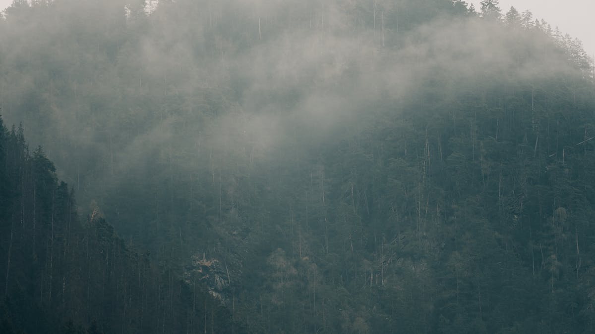 Peak Wilderness Sanctuary: The Forest Around Adam's Peak