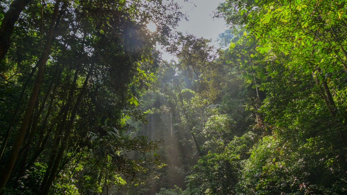 Rainforests of Sri Lanka: A Complete Guide