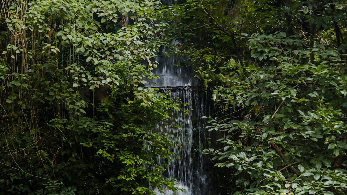 Where to Stay Near Sri Lanka's Rainforests: An Accommodation Guide