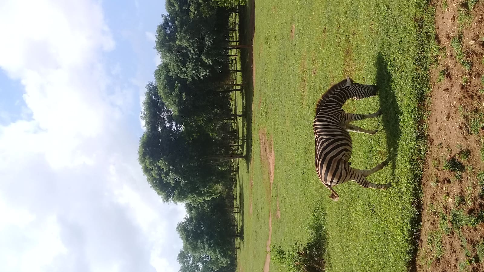 Ridiyagama Safari Park: An Open-Zoo Safari Experience
