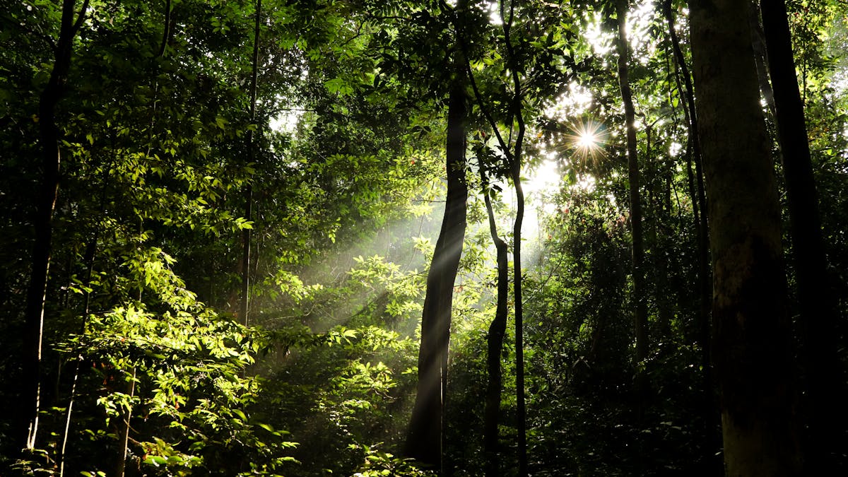 Sinharaja Morningside: The Misty Eastern Rainforest