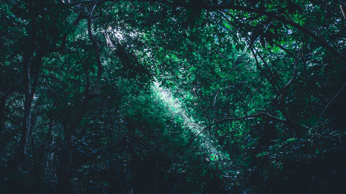 Sinharaja Forest Reserve: Sri Lanka's Crown Jewel Rainforest