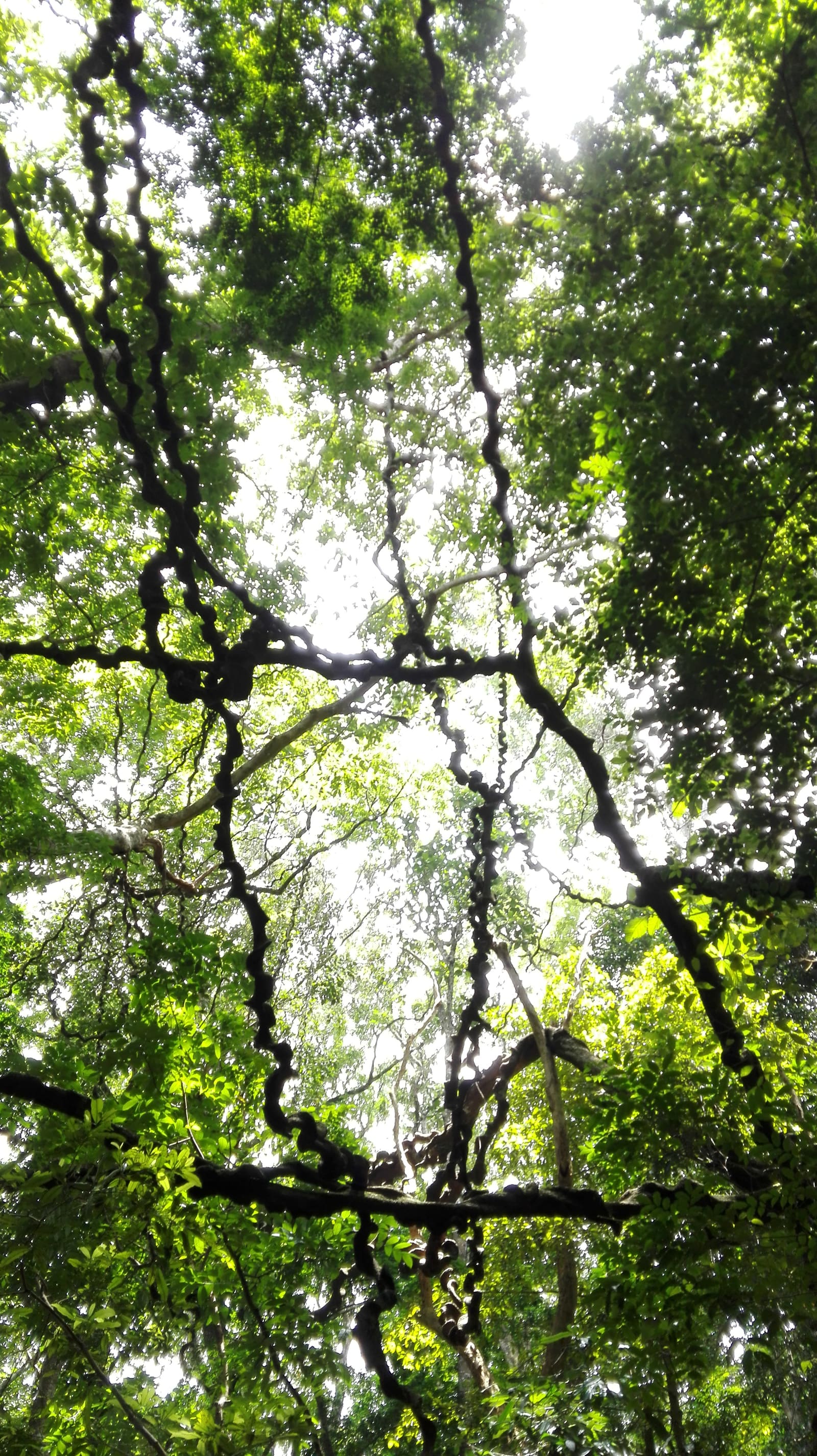 Udawattakele Forest Reserve: Kandy's Wild Backyard