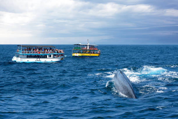 Whale Watching in Sri Lanka: Guide to Marine Wildlife & Ocean Adventures
