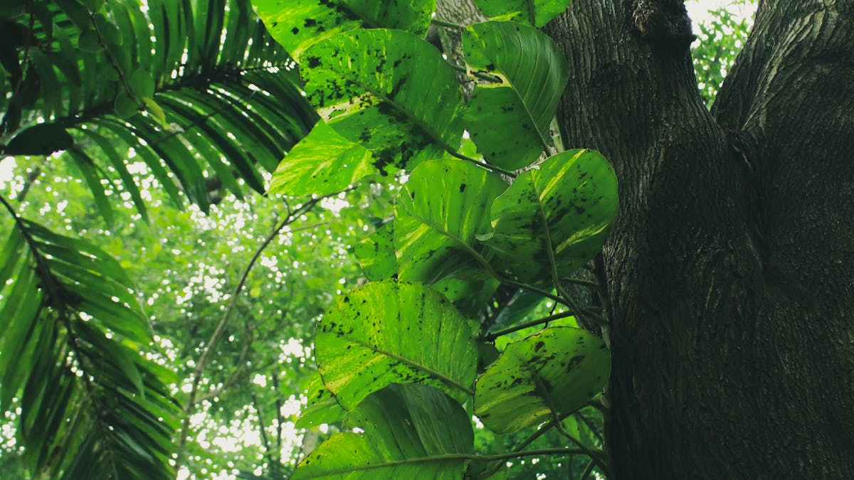 Yagirala Forest Reserve: A Living Rainforest Laboratory
